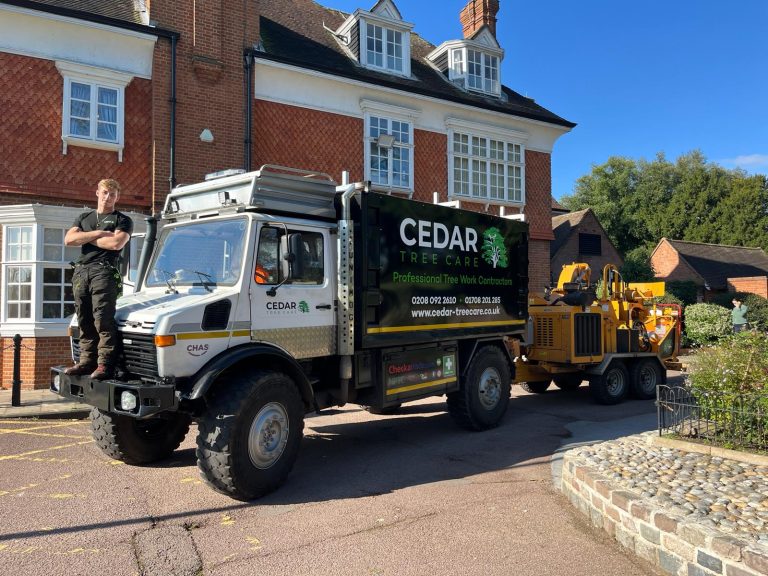 Cedar Tree Care Cover